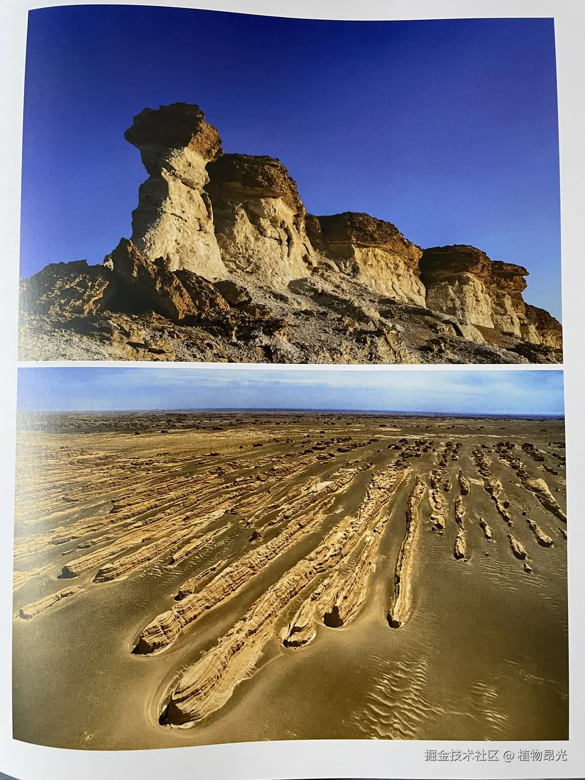 植物昂光于2026-03-22 16:53发布的图片