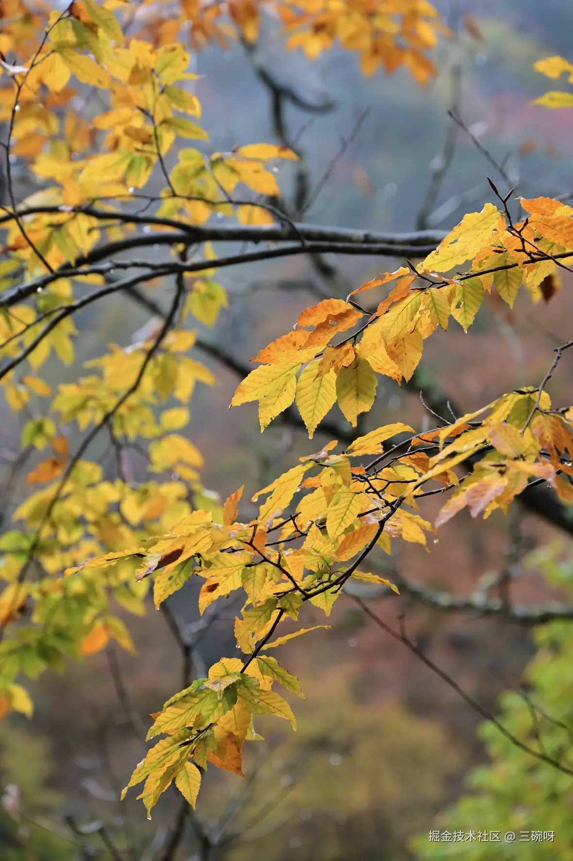 三碗呀于2024-10-28 14:26发布的图片