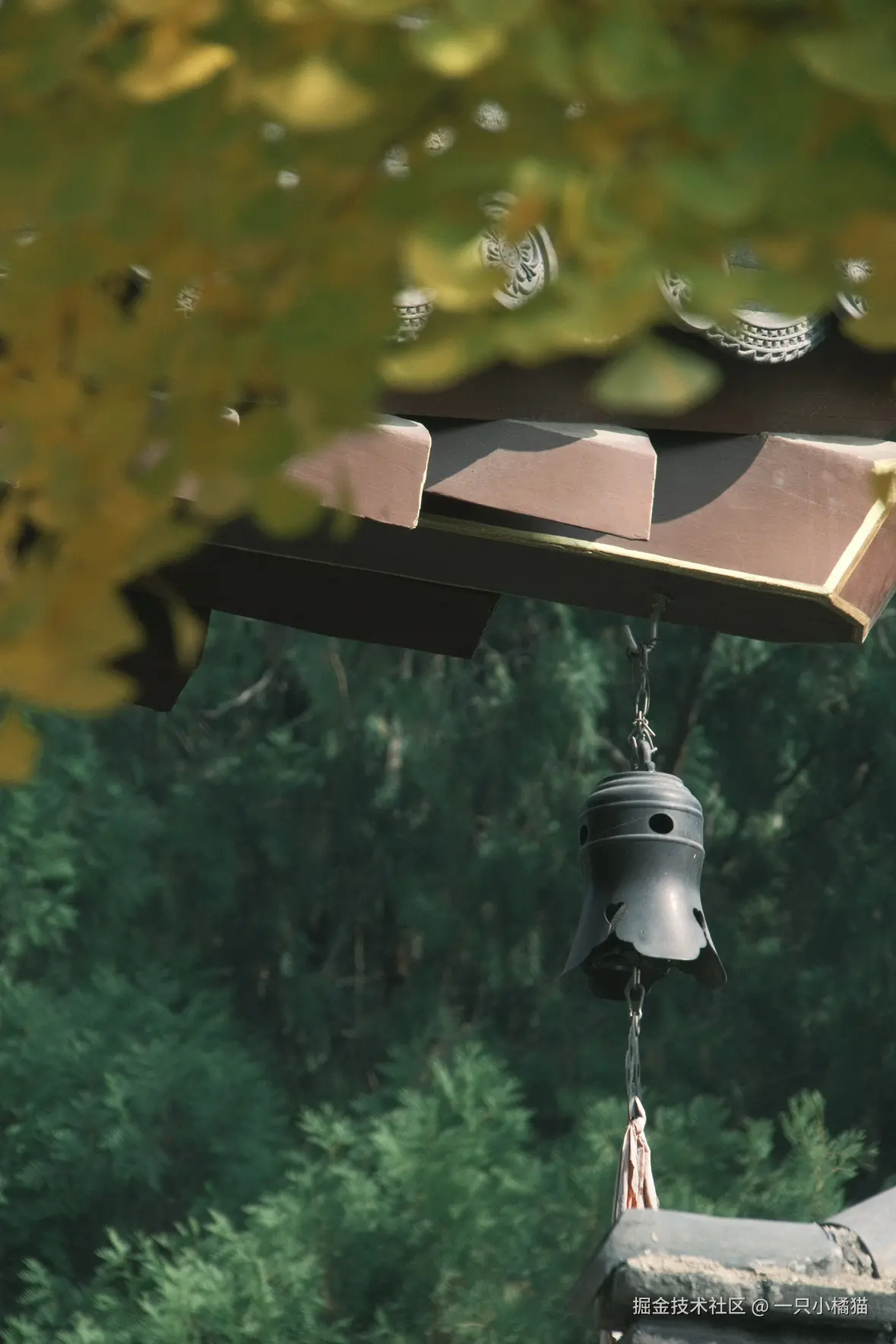 一只小橘猫于2025-11-03 15:15发布的图片