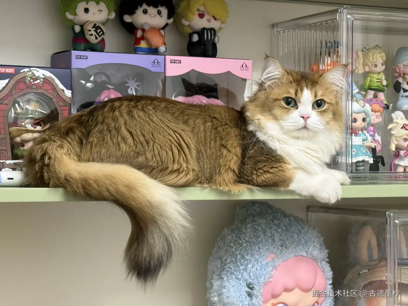 古德墨柠于2026-01-26 16:09发布的图片