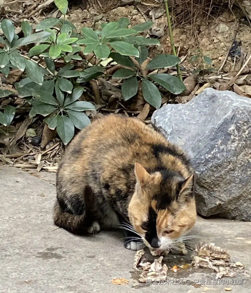 只爱星星的小红薯于2024-12-24 11:52发布的图片