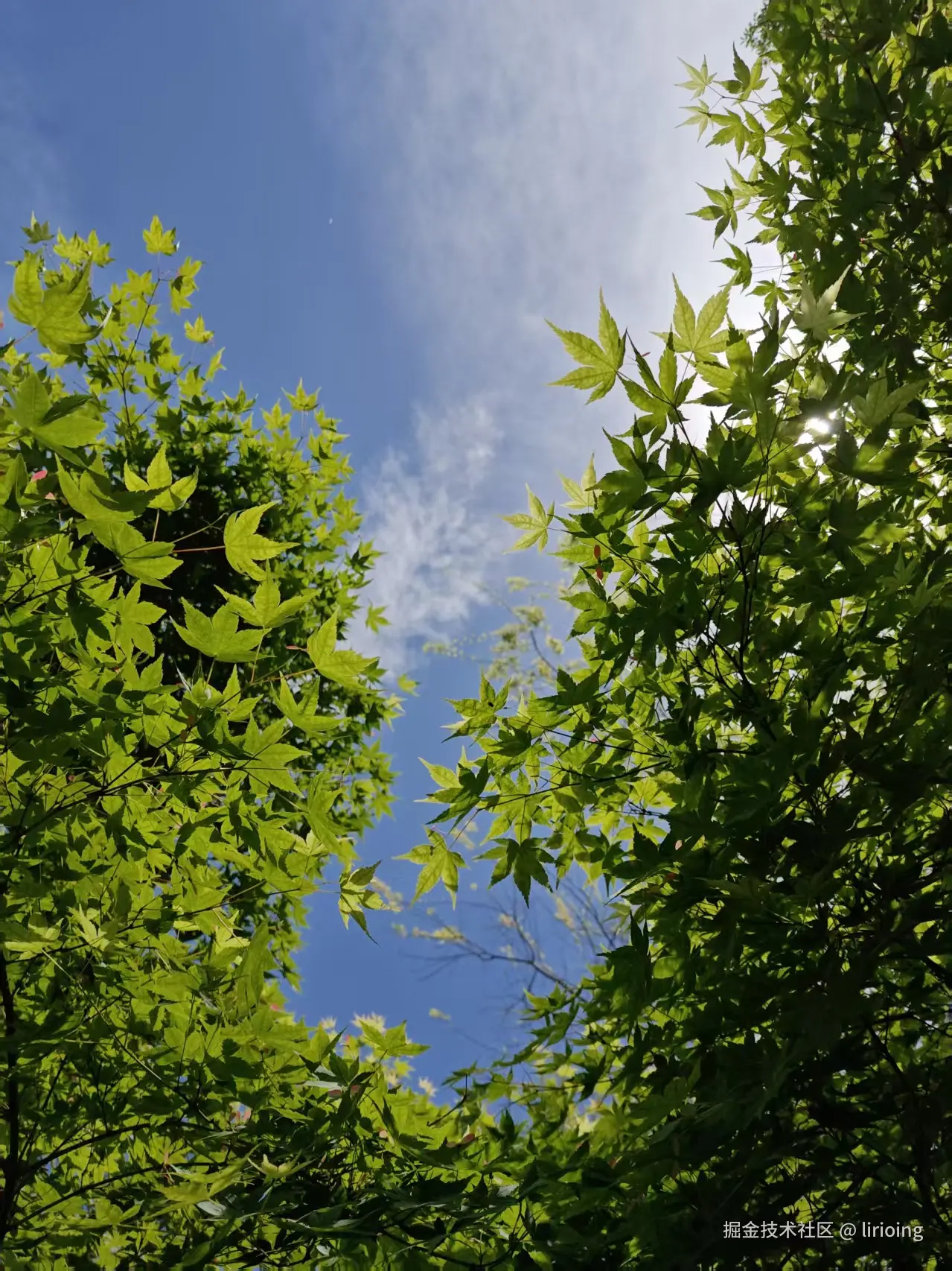 lirioing于2026-04-07 14:04发布的图片