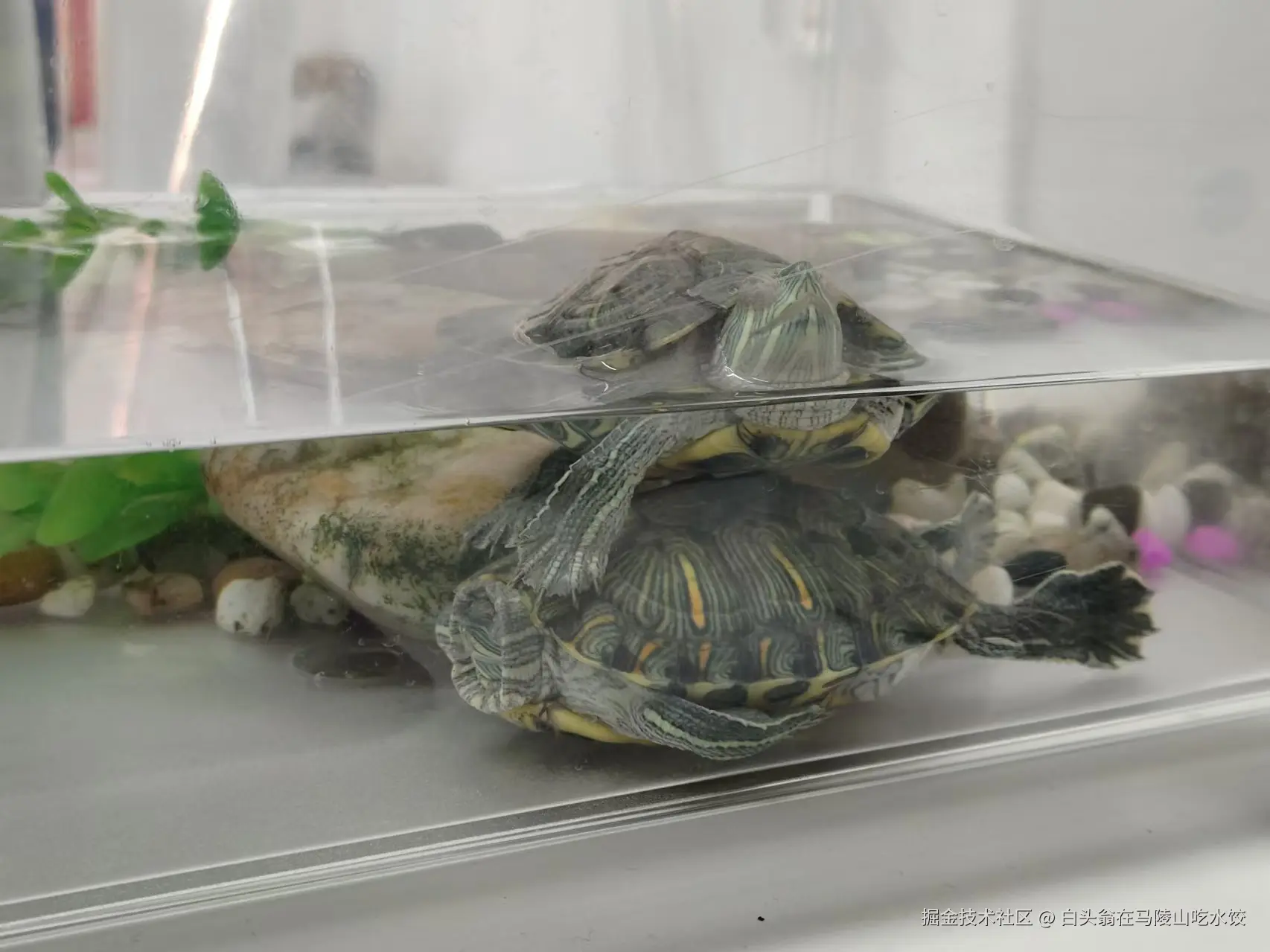 白头翁在马陵山吃水饺于2024-11-21 11:30发布的图片