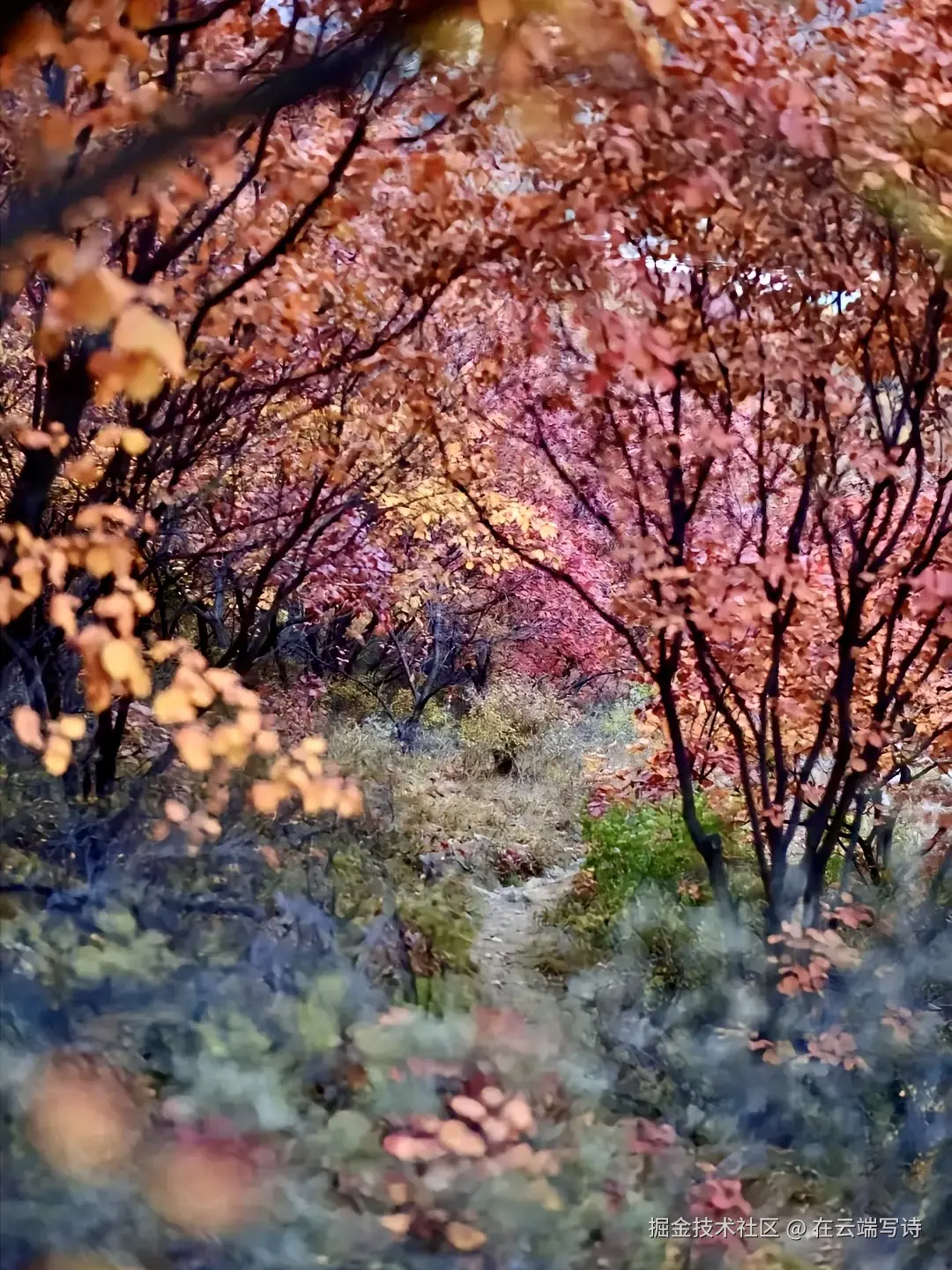 在云端写诗于2024-10-23 15:51发布的图片