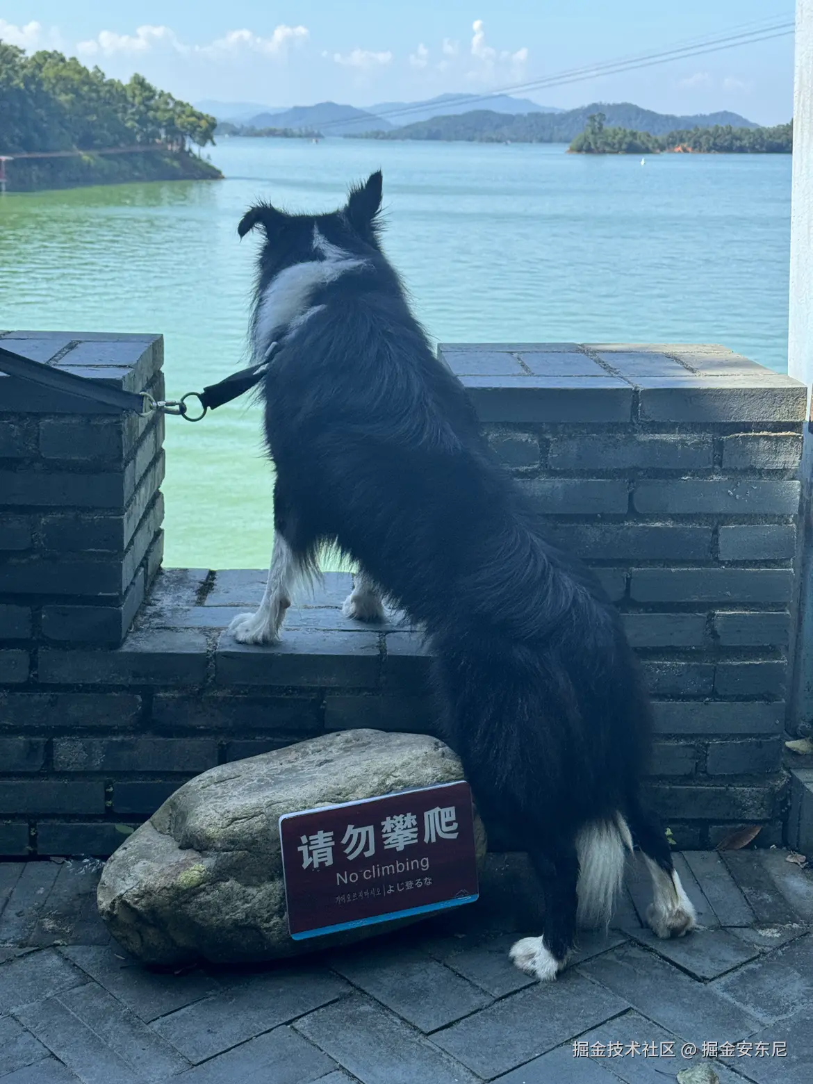 掘金安东尼于2024-08-03 13:01发布的图片