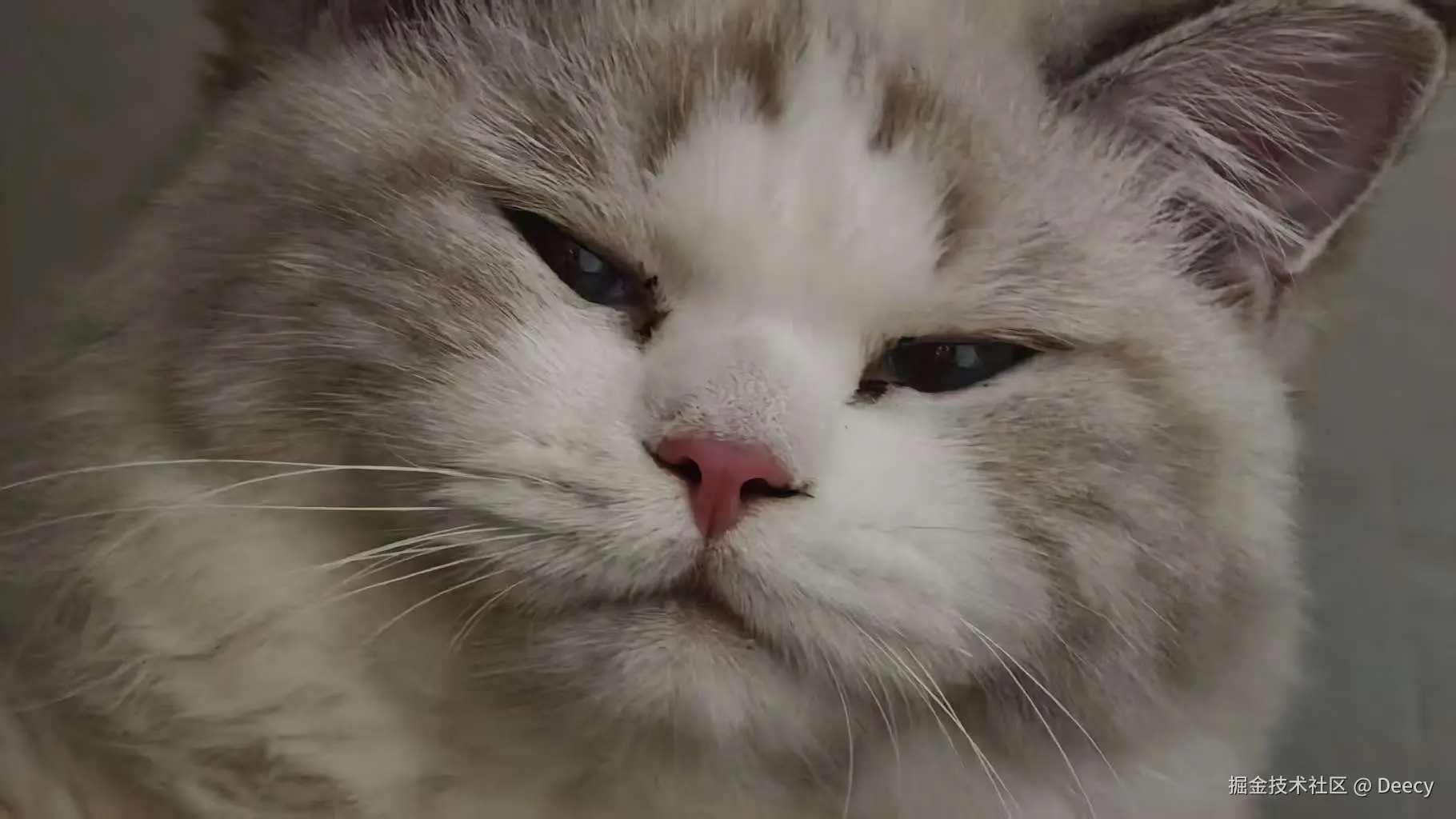 Deecy于2025-09-29 16:03发布的图片