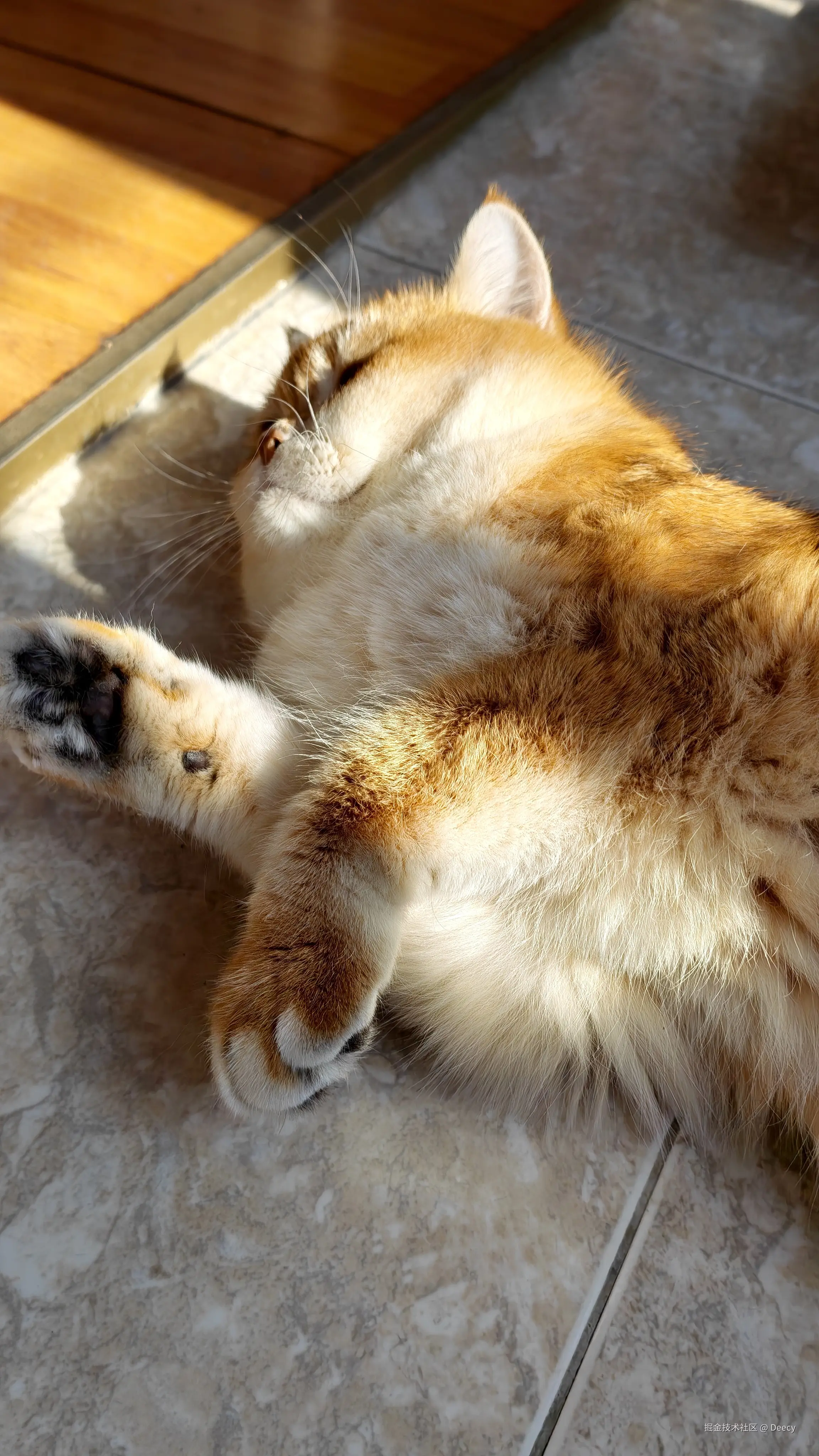 Deecy于2025-11-20 14:42发布的图片