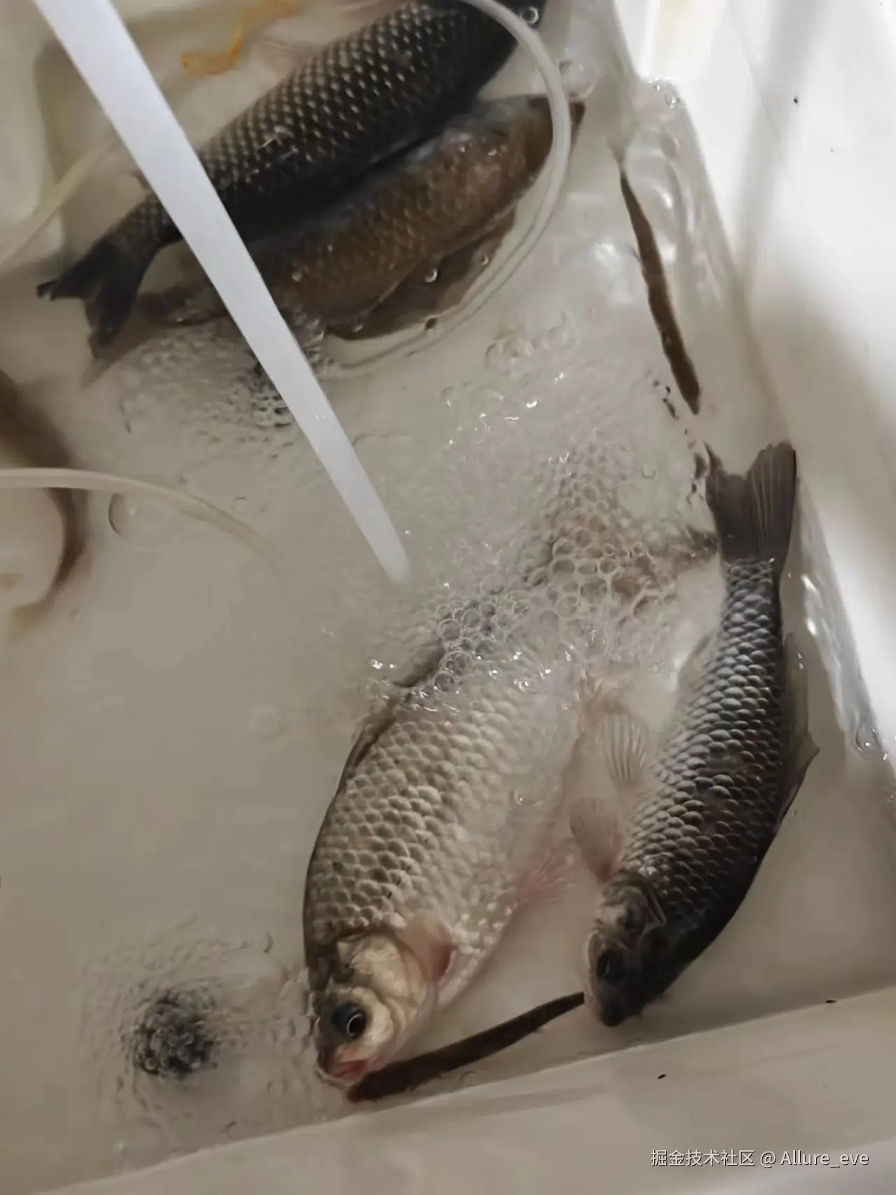 Allure_eve于2024-12-05 09:28发布的图片