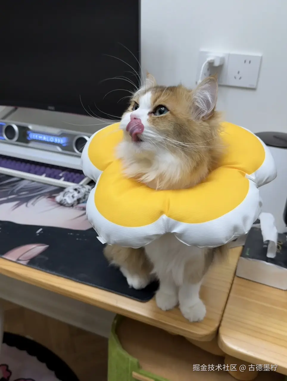 古德墨柠于2026-03-23 14:29发布的图片