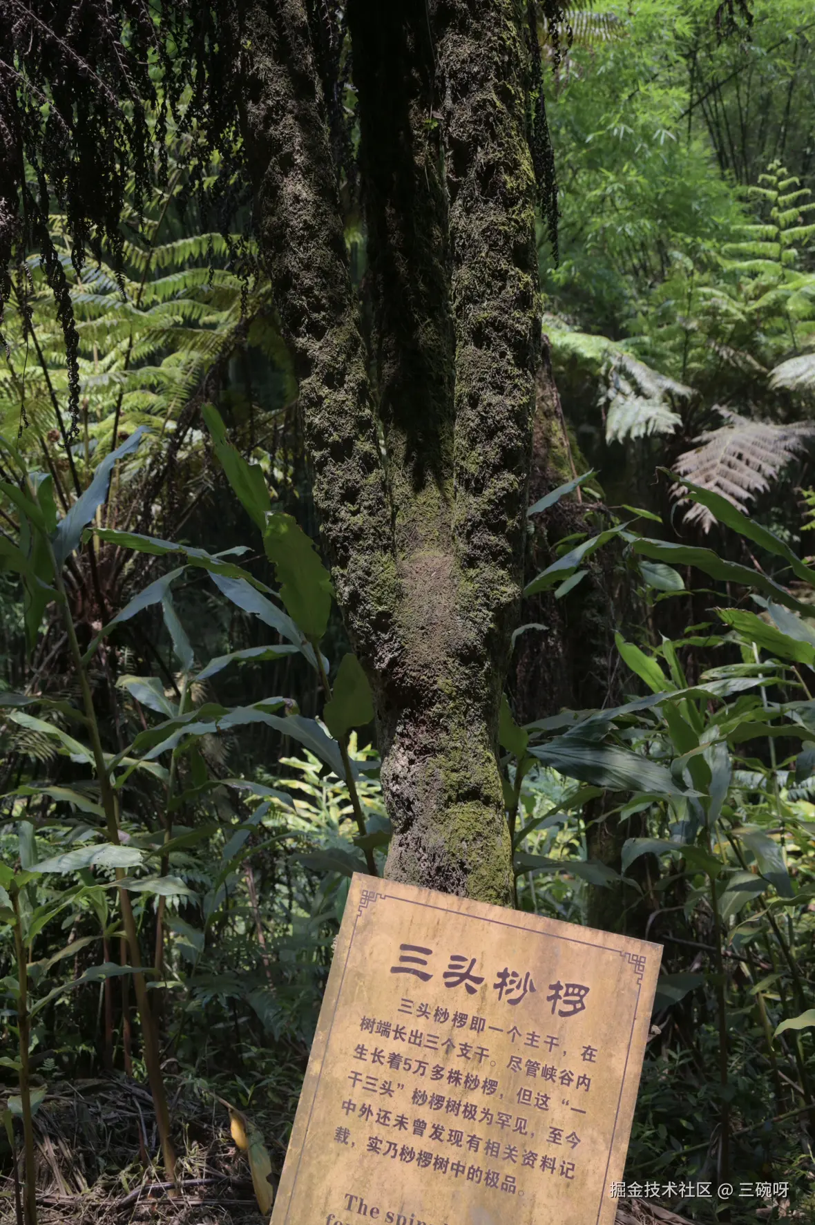 三碗呀于2025-08-18 09:50发布的图片