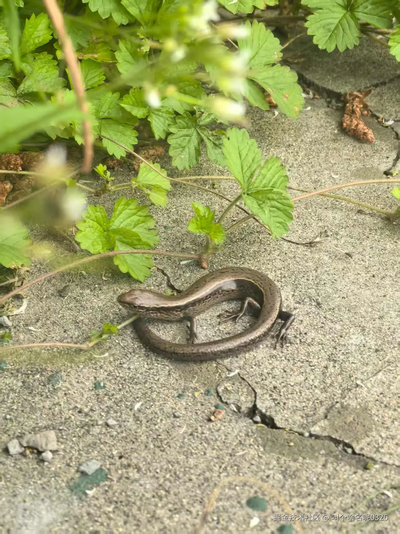 叫个啥名呢0326于2025-07-21 10:19发布的图片