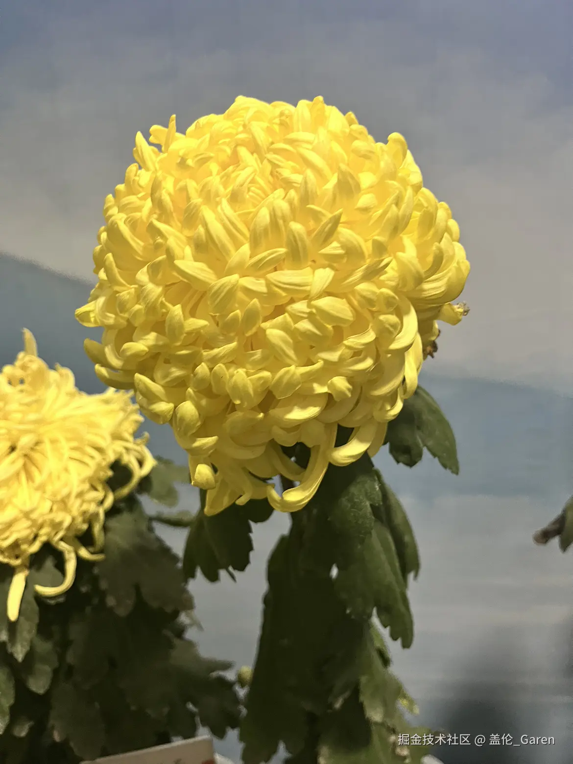 盖伦_Garen于2024-11-18 01:35发布的图片