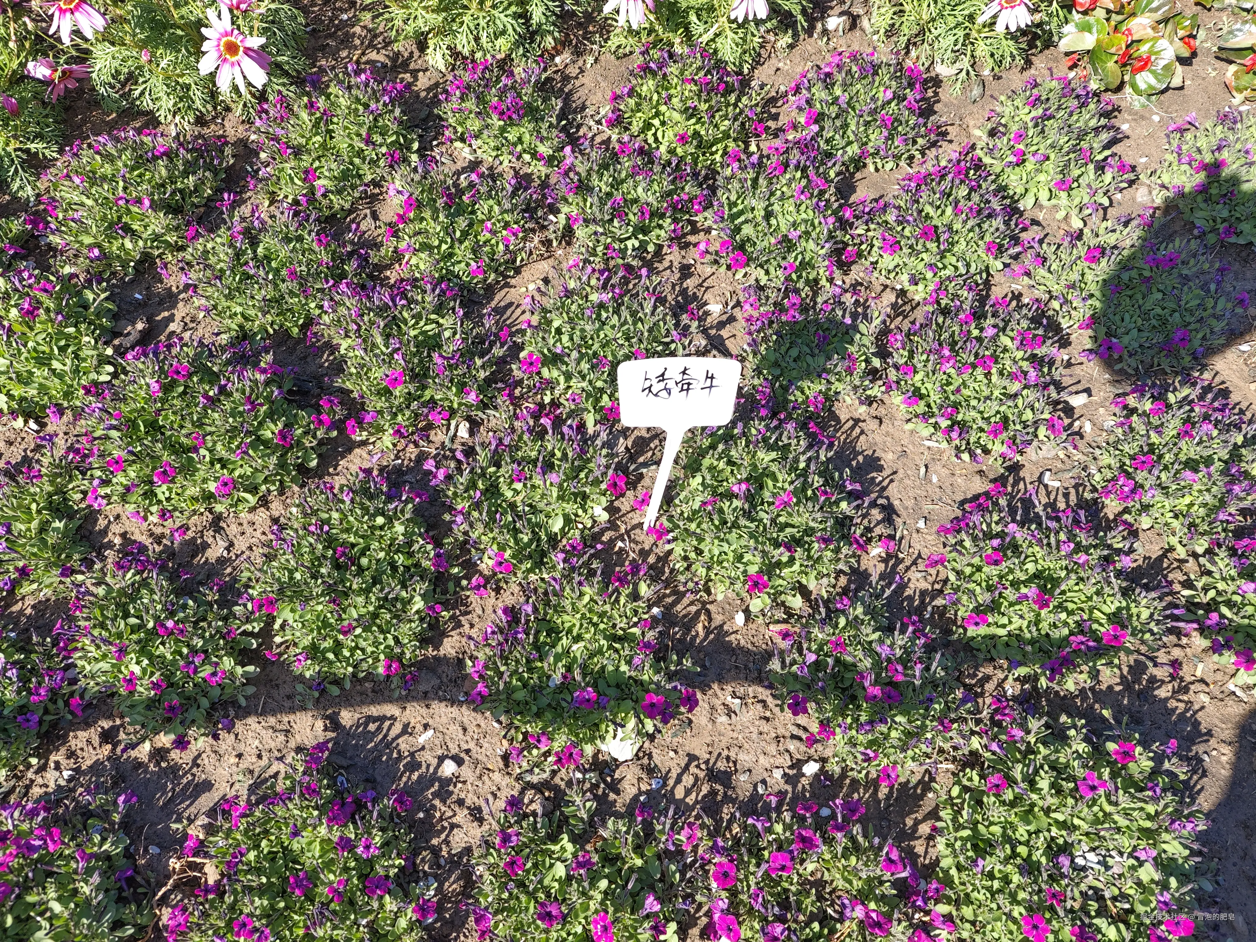 冒泡的肥皂于2025-04-05 11:12发布的图片