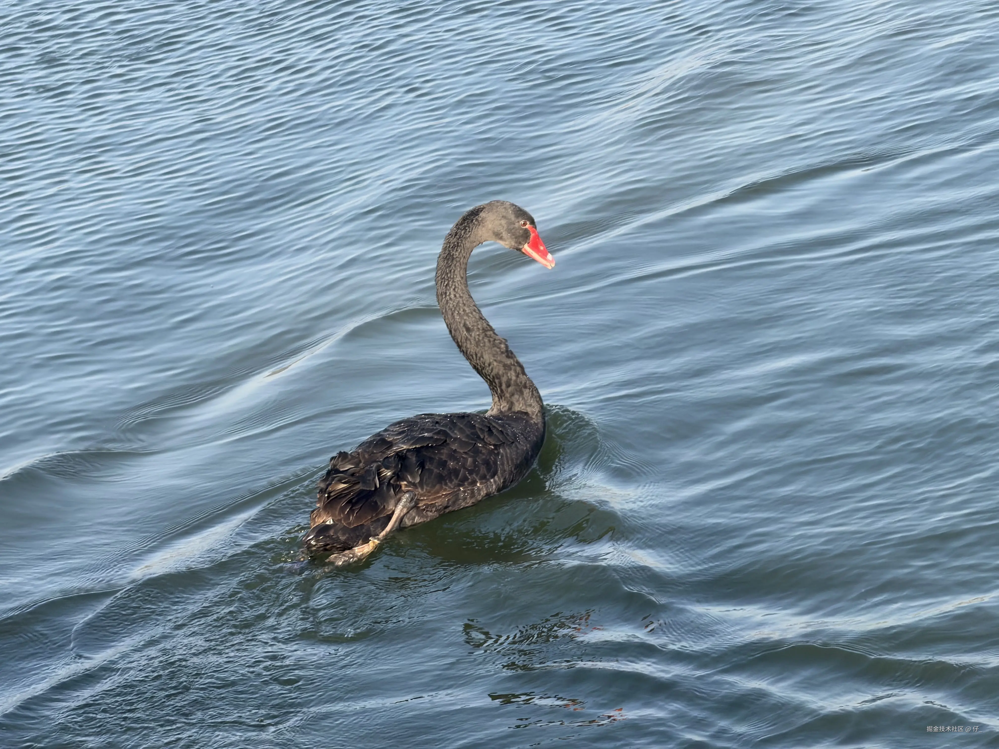 仔_于2026-02-24 13:09发布的图片