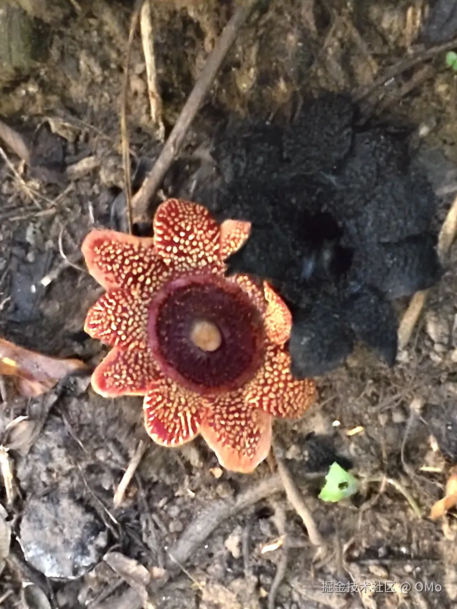 OMo于2026-01-22 11:03发布的图片