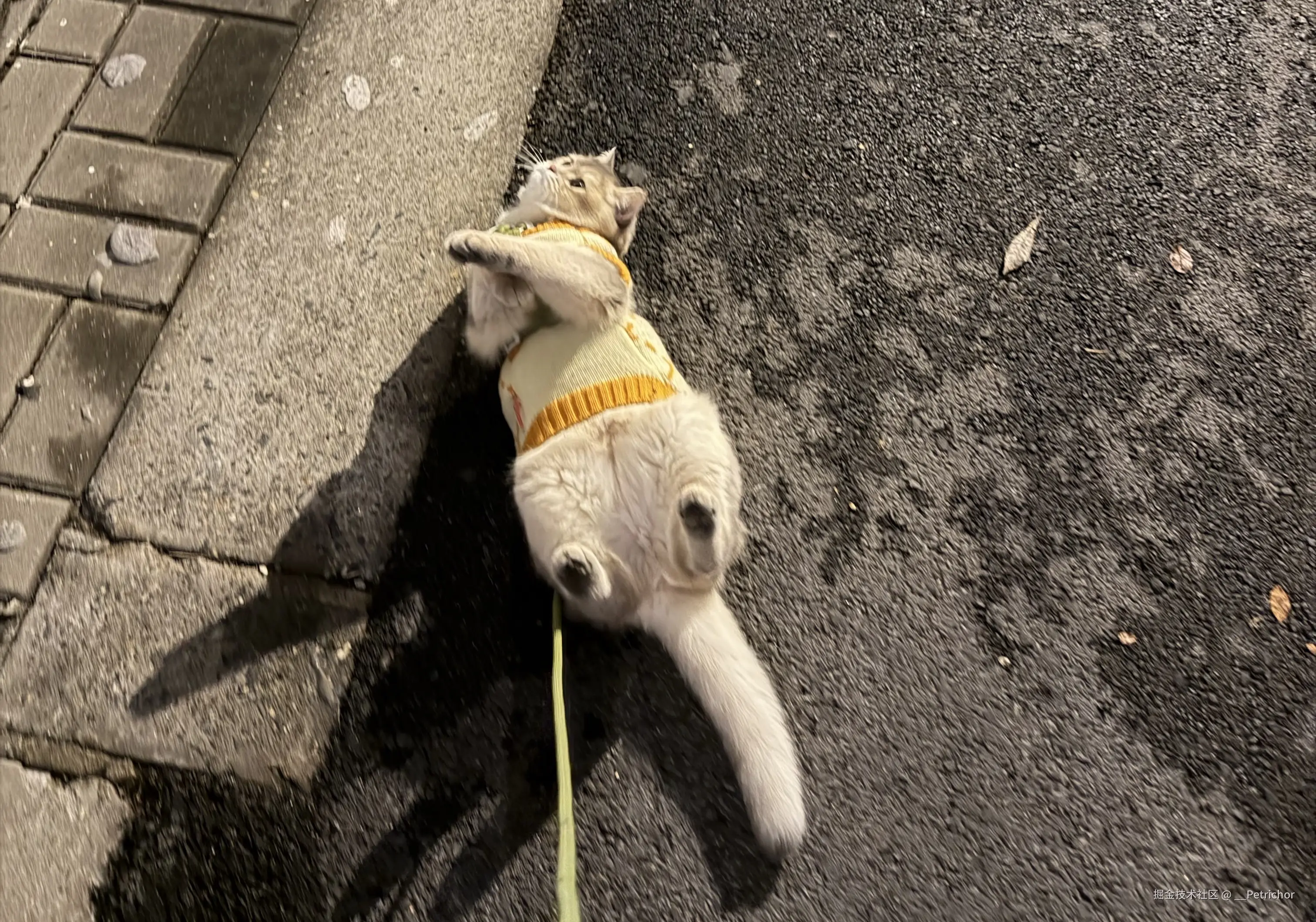 __Petrichor于2026-01-23 14:45发布的图片