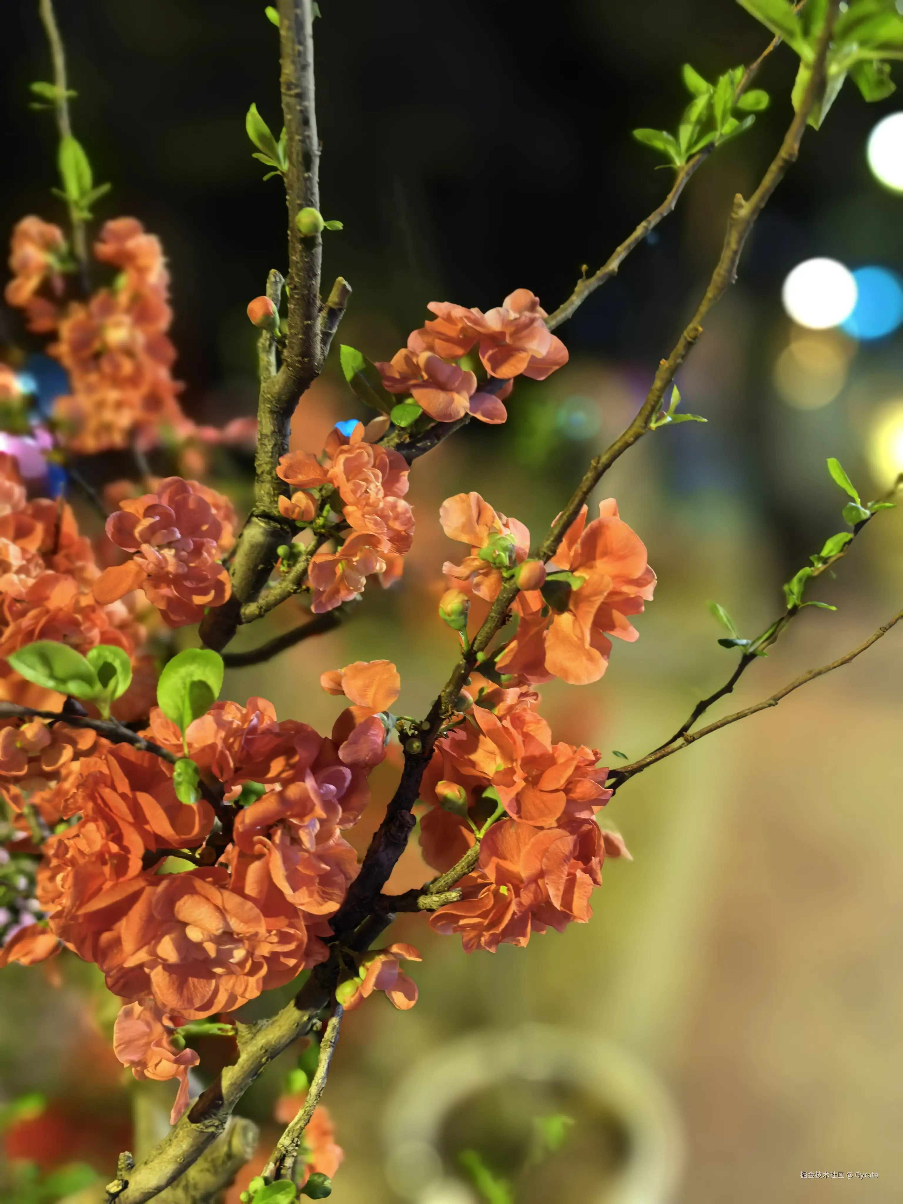 Gyrate于2026-02-13 09:58发布的图片