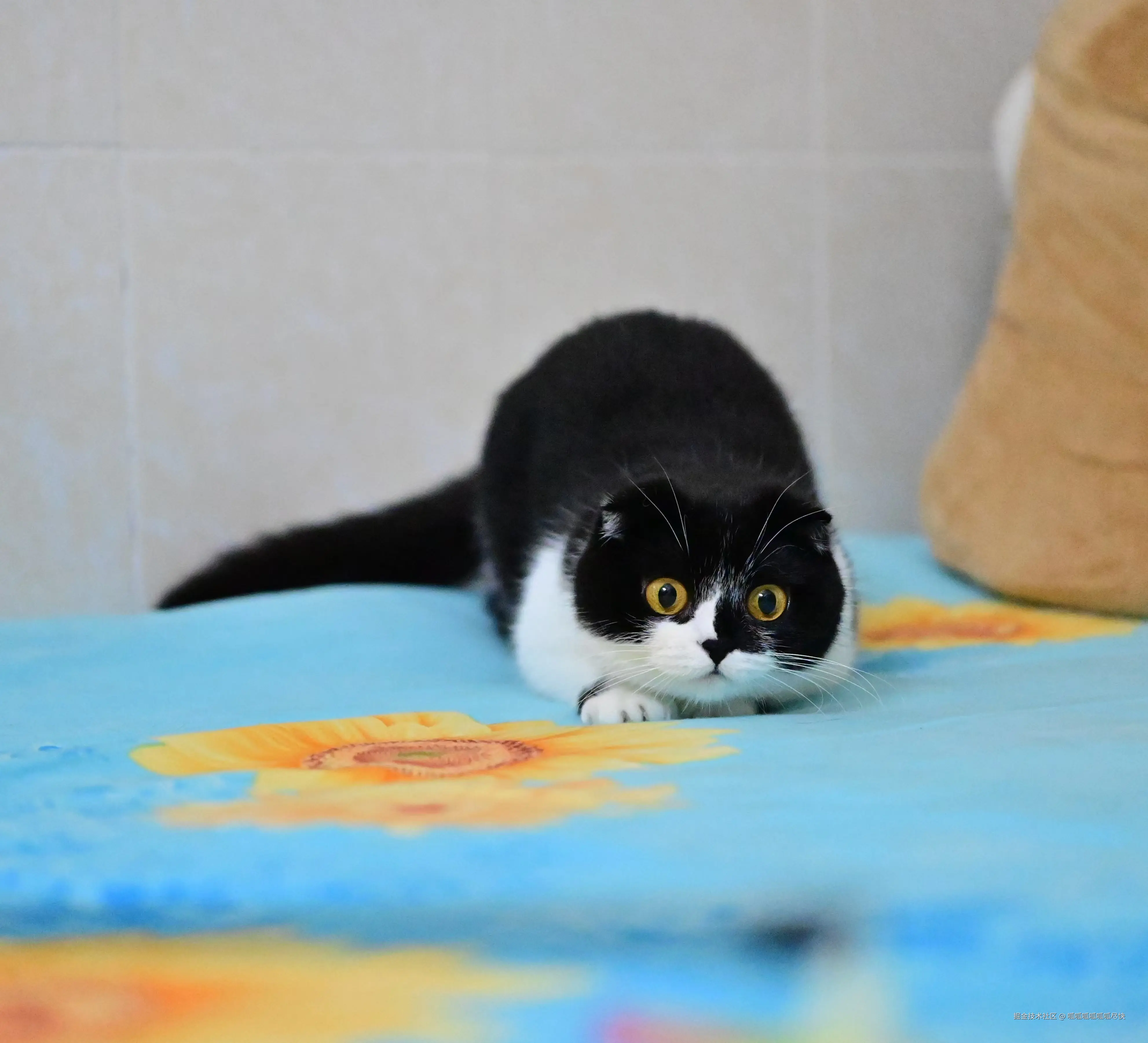 呱呱呱呱呱呱尽快于2025-07-11 09:54发布的图片