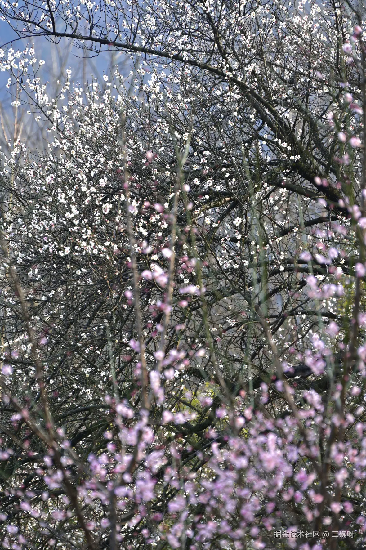 三碗呀于2026-01-22 14:56发布的图片