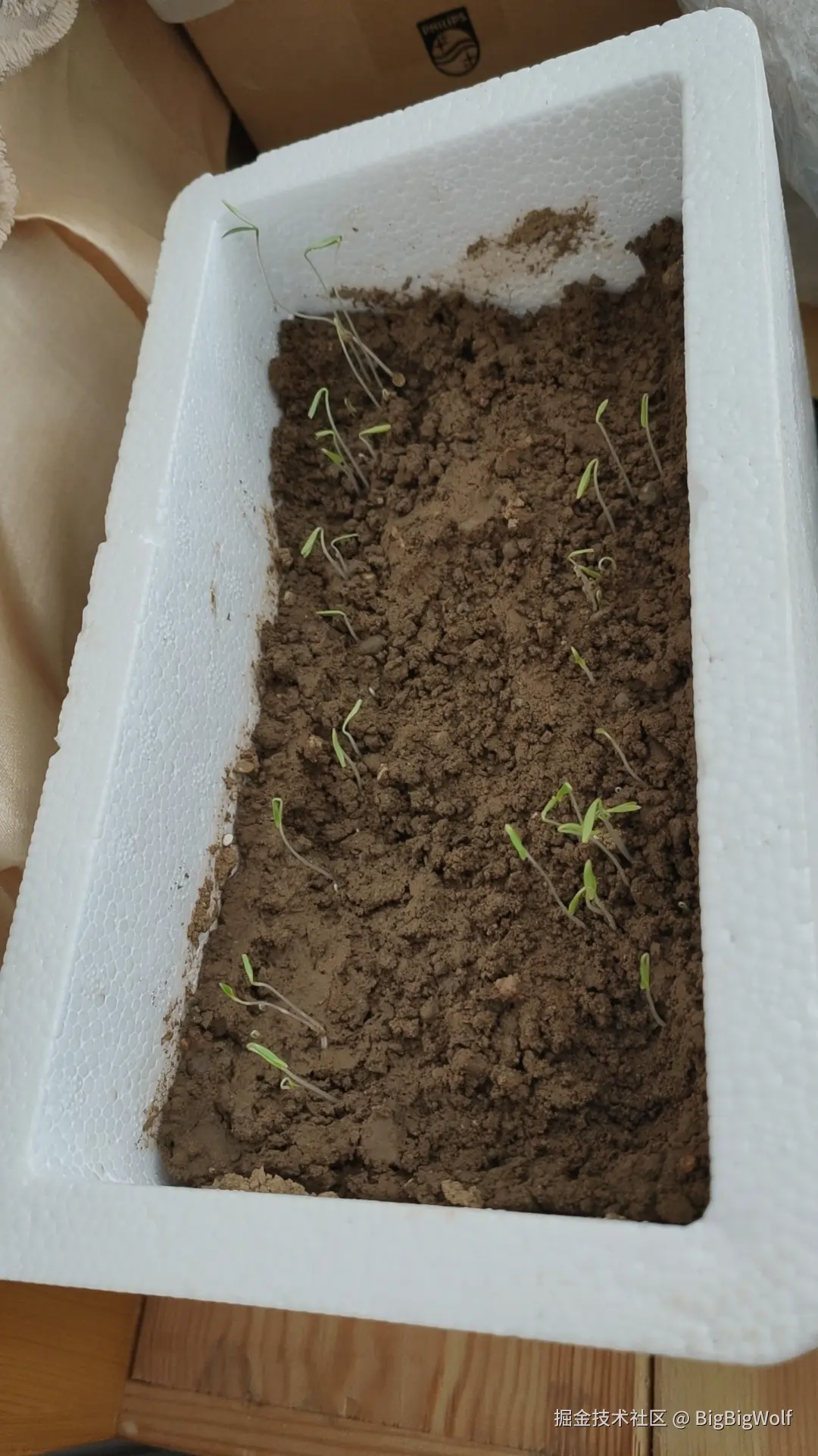 BigBigWolf于2024-11-09 15:08发布的图片