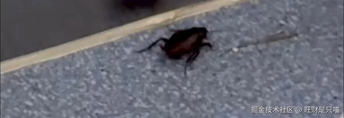 旺财是只喵于2025-08-20 11:17发布的图片