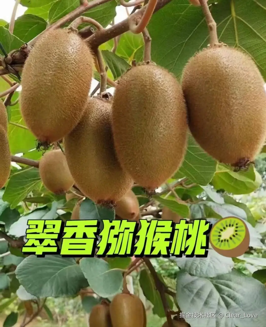 Clear_Love于2024-08-27 08:03发布的图片