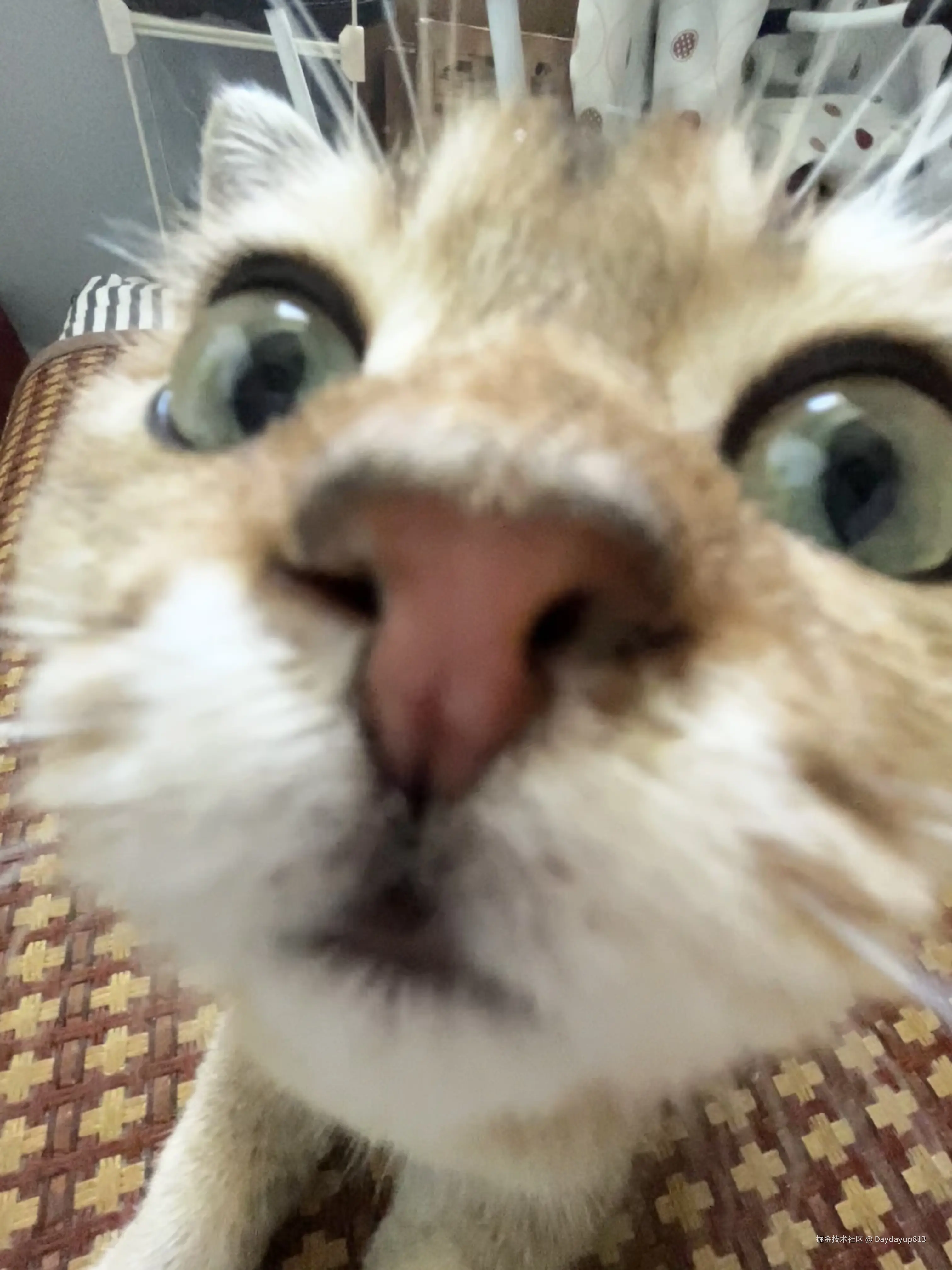 Daydayup813于2024-08-02 14:18发布的图片