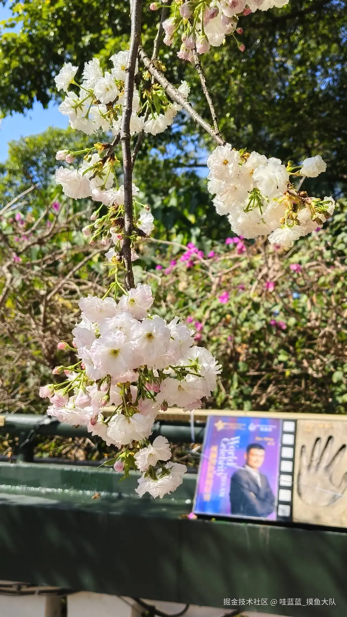 哇蓝蓝_摸鱼大队于2026-03-12 11:49发布的图片