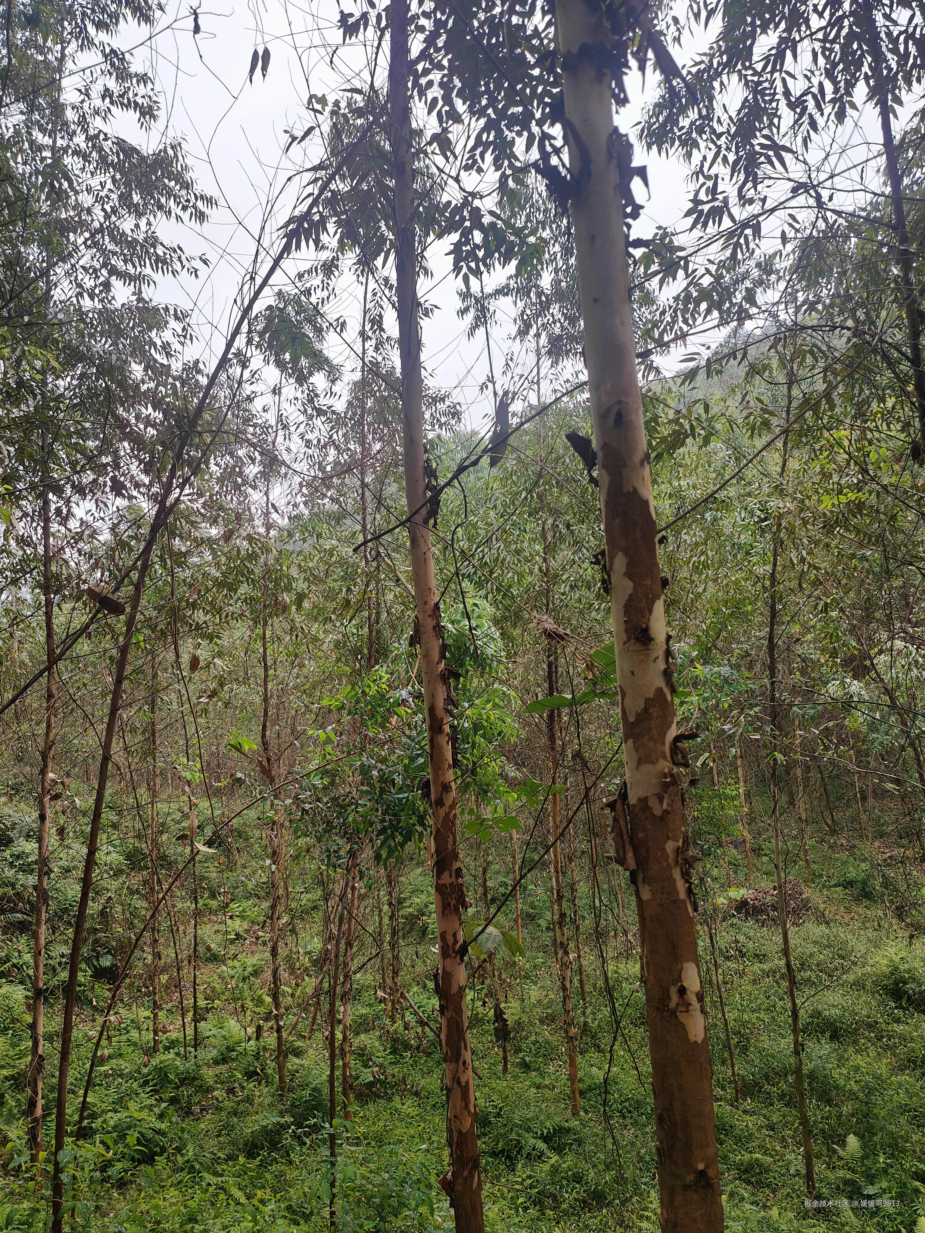 媛媛啊9813于2026-01-24 19:39发布的图片