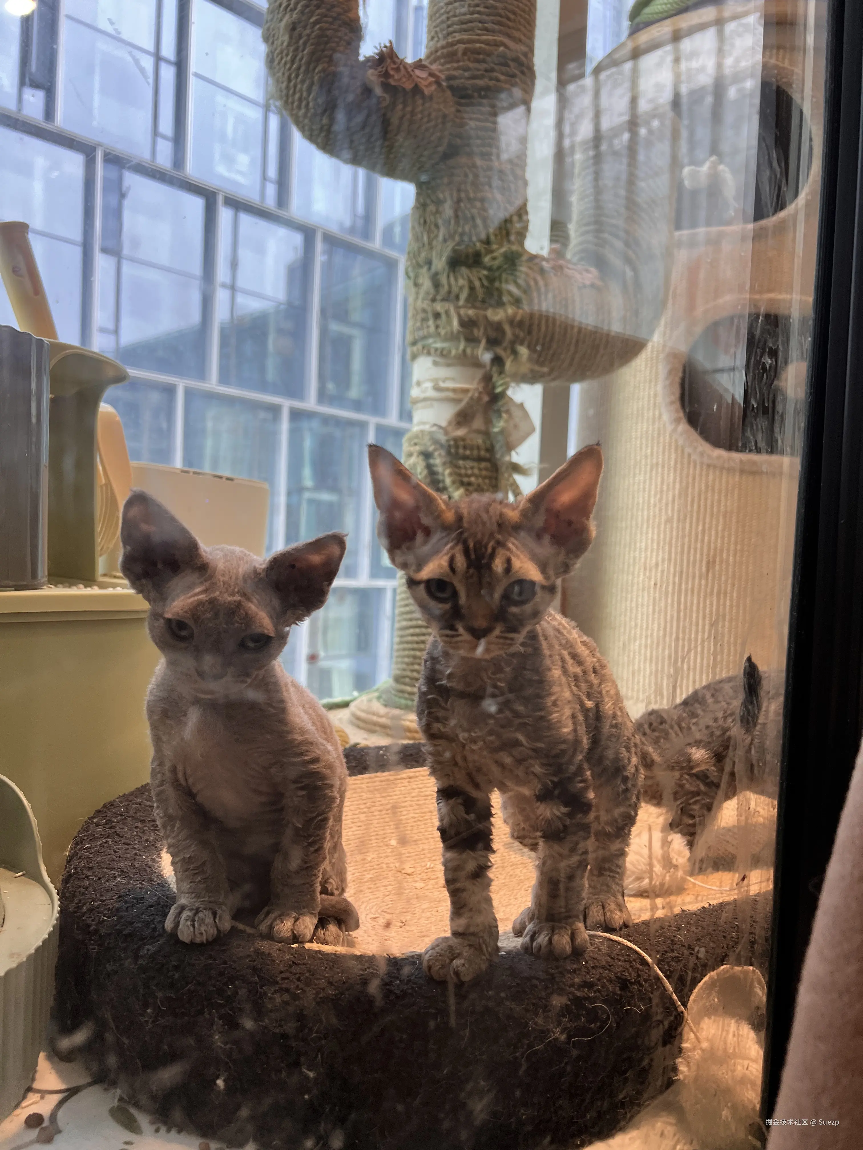 Suezp于2025-02-20 16:17发布的图片