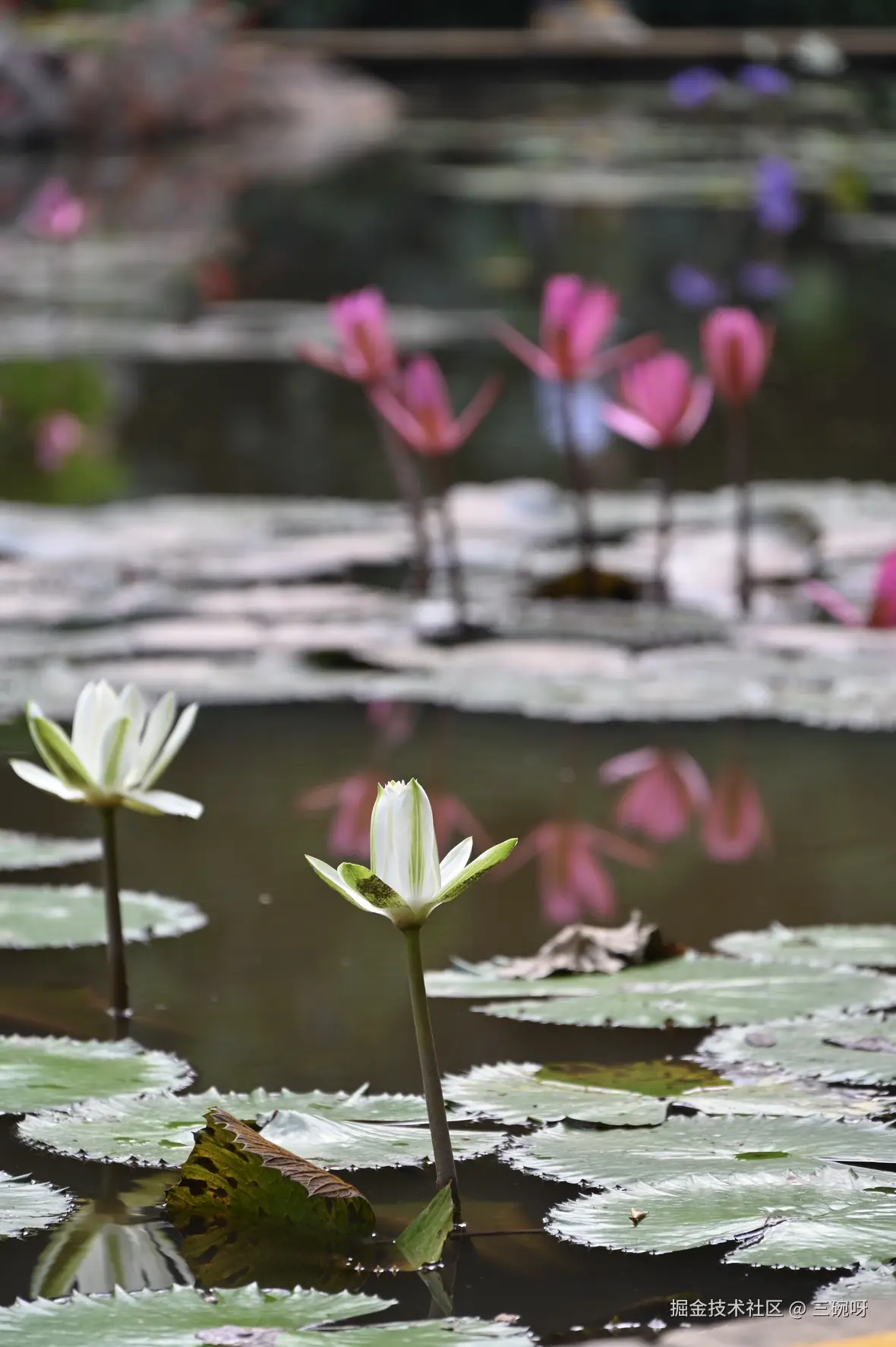 三碗呀于2024-12-09 11:51发布的图片