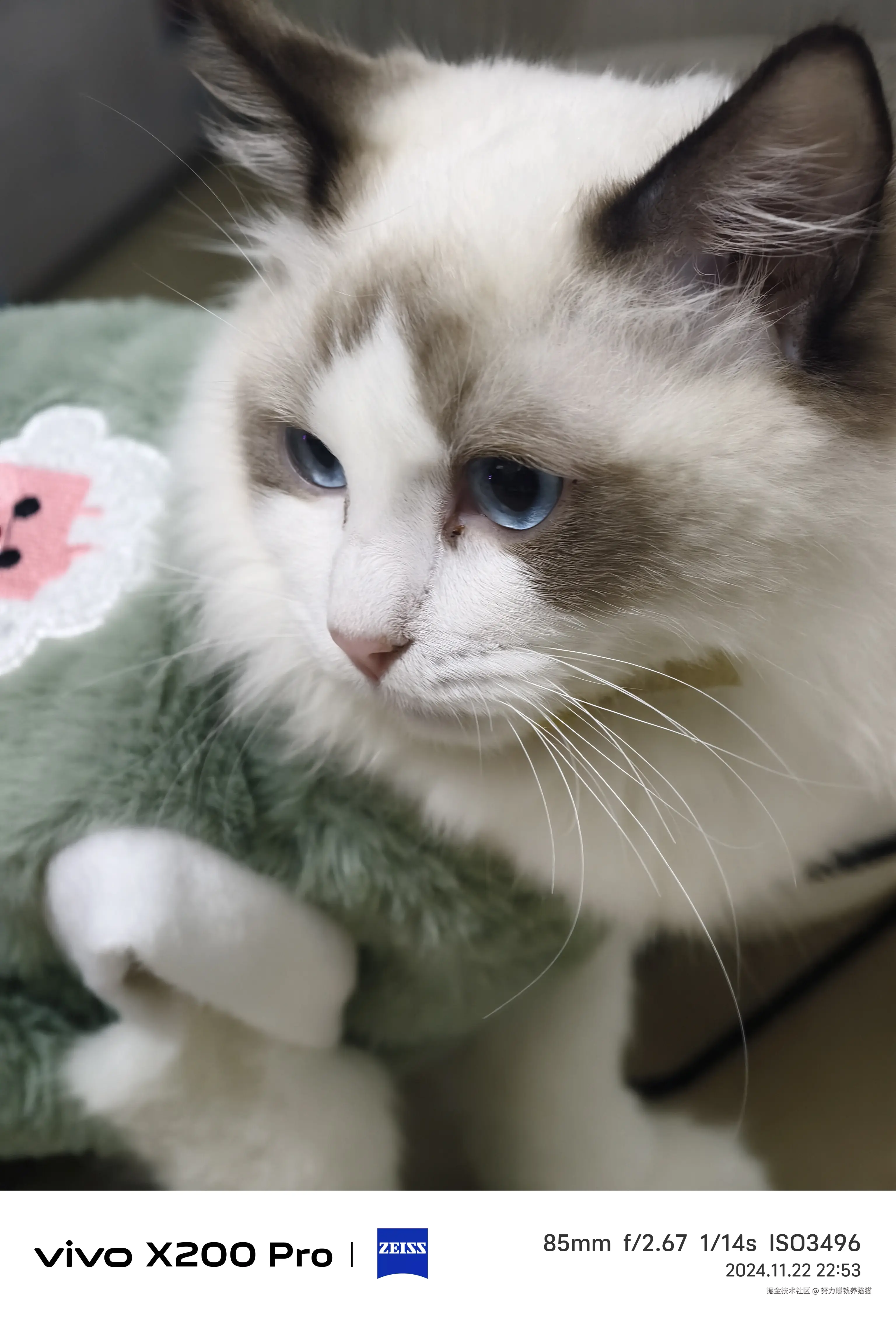 努力赚钱养猫猫于2024-11-23 10:11发布的图片